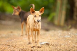 Un hommage aux chiens abandonnés du Mexique