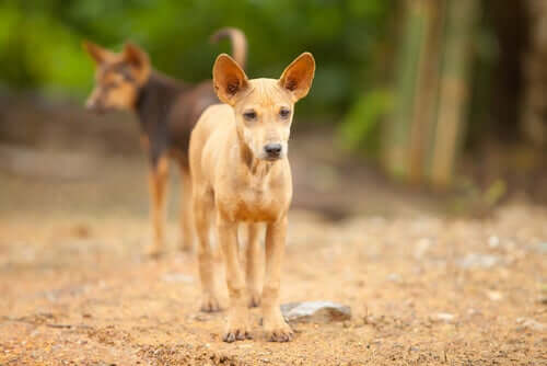 Un hommage aux chiens abandonnés du Mexique