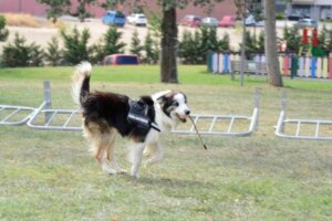 Un chien qui sauve la vie d'autres chiens. 