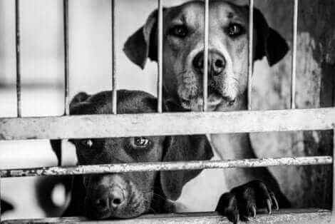 Les chiens ne peuvent pas être des animaux de compagnie dans la capitale nord-coréenne.