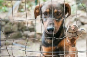 Corée du Nord : les chiens sont interdits dans la capitale