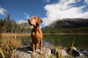 D'où vient le sixième sens des chiens ?