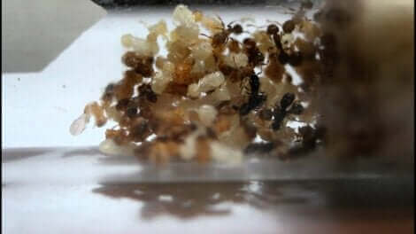 Il s'agit d'une colonie de fourmis Anergates atratulus.