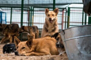 Des chiens abandonnés.