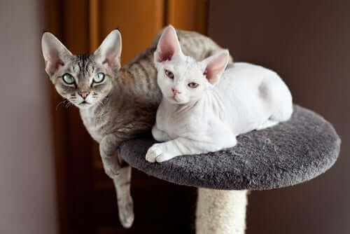 Le devon rex a un aspect particulier.