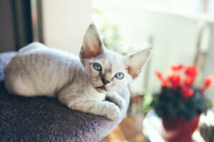 Devon Rex, un chat qui a toujours besoin de compagnie