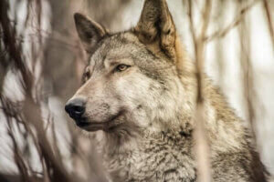 Quelle est la différence entre les chiens et les loups ?