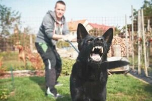 Comment éduquer un chien potentiellement dangereux ?