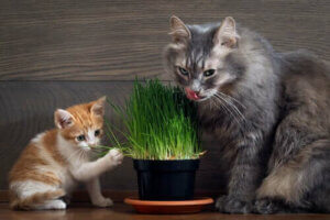 Empoisonnement d'un chat : que faire ?