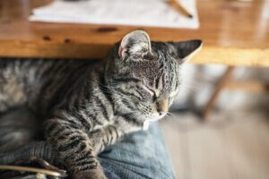 Que faire en cas d'empoisonnement chez les chats ?