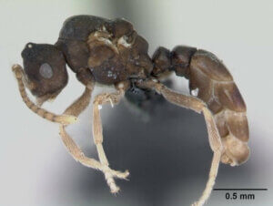 Fourmis Anergates atratulus : leur incroyable comportement