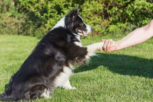 Homme et chien, des amis pour la vie