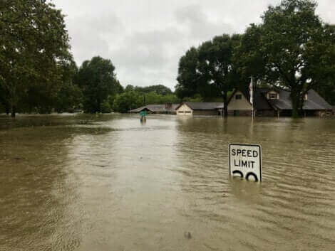 Deux chevaux sauvés d'une inondation.