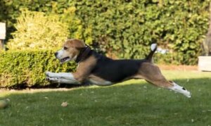 Ostéopathie canine : caractéristiques et bienfaits