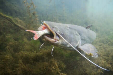 Le poisson chat fait partie des poissons sans écailles.