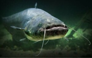 Existe-t-il des poissons sans écailles ?