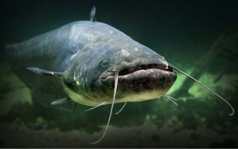 Existe-t-il des poissons sans écailles ?