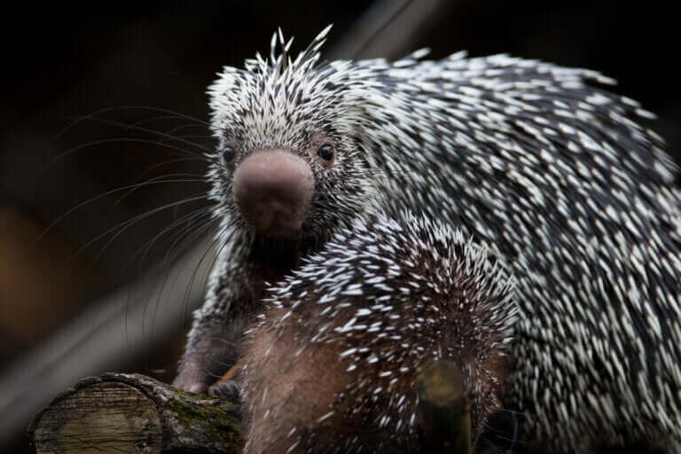 Le porc-épic arboricole : précieux et menacé