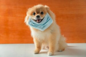 Le port du masque trouble-t-il les chiens ?