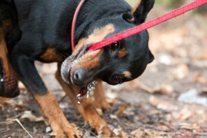 Que faire si votre chien mord sa laisse ?