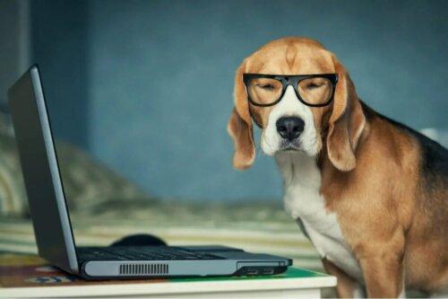 Les réseaux sociaux peuvent moduler notre perception des animaux.