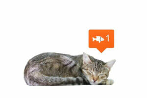 Les réseaux sociaux changent notre perception des animaux