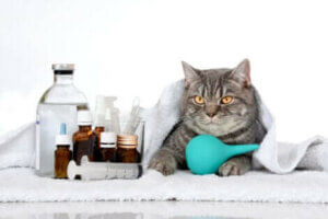 Quels sont les symptômes de la leucémie chez les chats ?