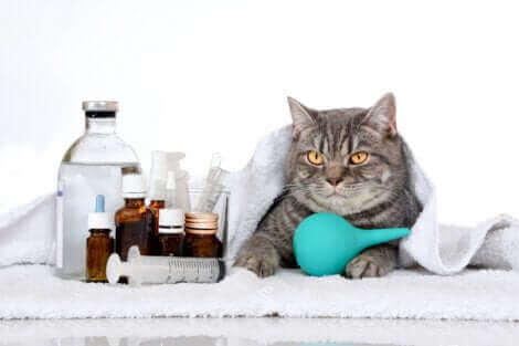 Quels sont les symptômes de la leucémie chez les chats ?