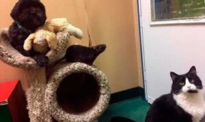 Chien, chat et rat : 3 amis inséparables