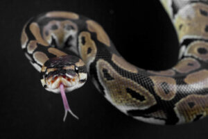 Quels sont les types de serpents non venimeux ?
