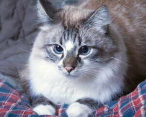 Que faire en cas de vomissements chez un chat ?