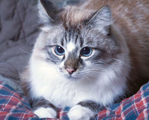 Que faire en cas de vomissements chez un chat ?