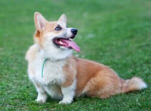 Le Welsh Corgi : découvrez cette race de chien