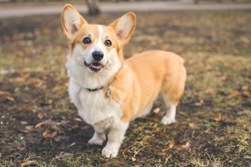 Le welsh corgi est une race de chien britannique.
