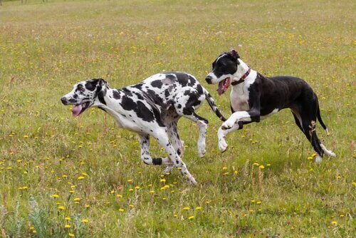 Deux chiens de la race Dogue Allemand.