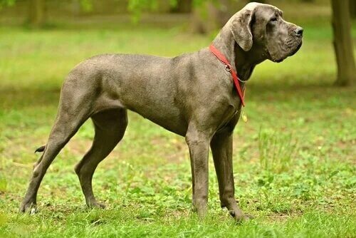 Il s'agit d'un Dogue Allemand.
