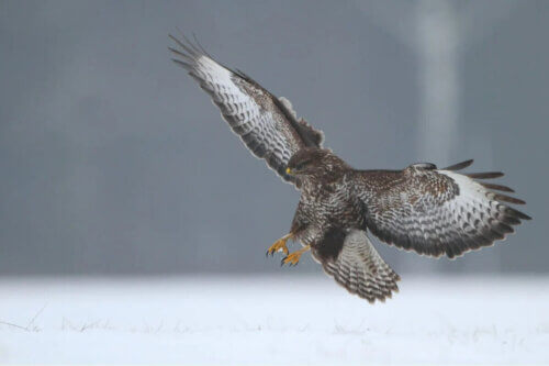 Un aigle en pleine chasse.
