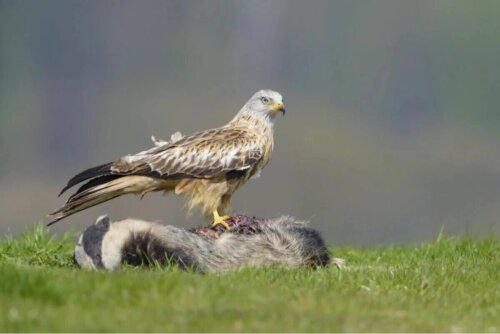 Un aigle et sa proie.