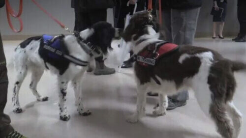 Angus et Dodger, deux chiens qui chassent les superbactéries à l'hôpital.
