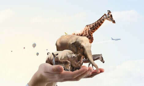 Des animaux miniatures qui tiennent sur une main.