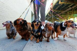 5 bienfaits de la promenade quotidienne