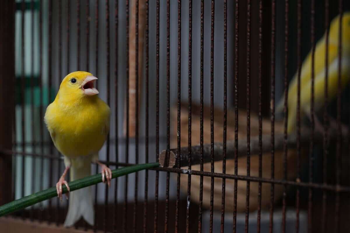 Un canari qui chante.