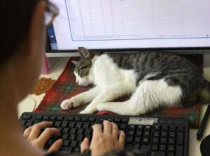 Le Japon donne du travail aux chats !