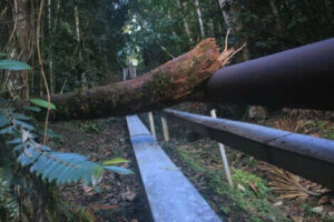 Le Chat des Andes : un félin en sérieux danger