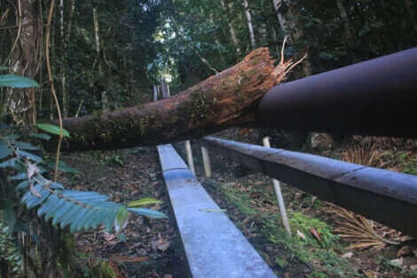 Le Chat des Andes assiste à la perte de son habitat.