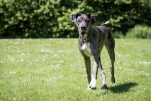 Sachez-en plus sur le chien Dogue Allemand