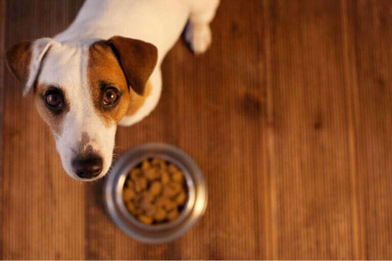 Allergie alimentaire : comment la détecter ?