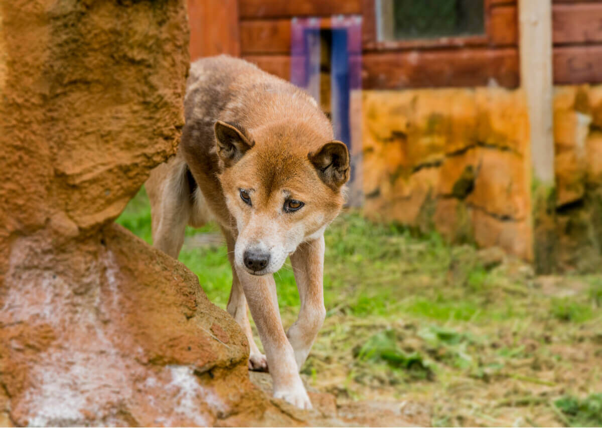 Un Chien chanteur qui semble effrayé.
