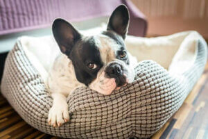 Comment choisir le meilleur lit pour votre chien