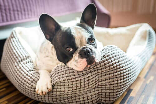 Comment choisir le meilleur lit pour votre chien